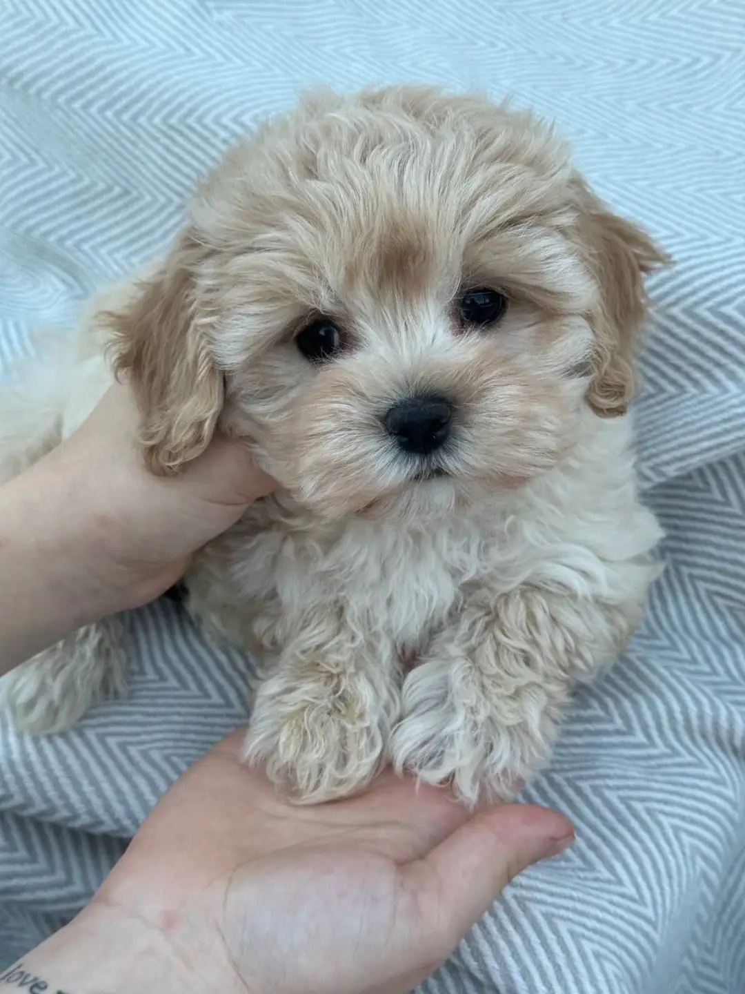 #LoveablePuppies  #PuppyPlaytime  #lovablepuppies 