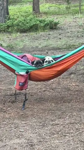 “Let us know when dinner is done.” #puglife #pugsoftiktok #pugmom #dogmom #pug #pugs #mascotas #perrostiktokers #dogsoftiktok #doggies #creatorsearchinsights #doggo #petparent #perritos #seniordogsoftiktok #Summer #camping #hammock 