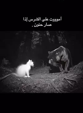 #fffffffffffyyyyyyyyyyyppppppppp #اكسبلور #هاشتاق #الشعب_الصيني_ماله_حل😂😂 #ترند #hdwallpapers #اسد #قطوه #d #oscarsathome 