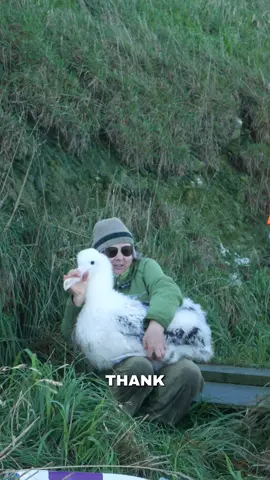 Did you know we've got a 24/7 livestream featuring royal albatross? 🔴   This chick season, we had a record-breaking weight! Our team started the morning doing the rounds, weighing all the chicks at the headland at the Royal Albatross colony on Pukekura/Taiaroa Head, and had a 10.2kg chick, which broke the record... Only to be broken again by an 11kg chick shortly after! 🫢 Want to see more of these chunky chicks? Tune into the Royal Cam livestream - search 