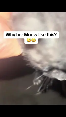 Meow?#catsoftiktok #cute #babycat #cutecat #meow #catlover #cat #viral 