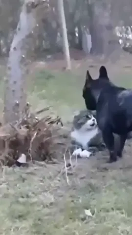 A cat that likes to fight 🥊🐈#capcut #cat #cats #catlover #catsoftiktok #usa🇺🇸 #funny 