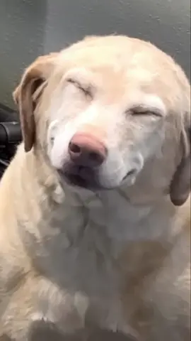 Wait for it... This dog's anesthesia-induced 'glitch' is too funny 😂 Is this real life?! 🤣 #dogsoftiktok #anesthesia #funnydogs #dogglitch #youreadopted #dogrecovery