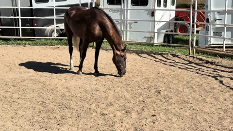 #horse #equine #rockymountainhorse #besthorse #ilovemyhorse #horsetok 