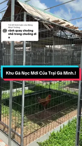 Trả lời @Đặng Nhựt Trường Khu Gà Nọc Chuồng Mới Làm Anh Em Xem @Trại Gà Lâm Thành Hón Chơi #traigalamthanhhon 