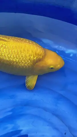 Kinginrin C - Karashi Ginrin Sex : Male Size : 47cm Good Body, Balancing Ginrin and Tone Color #koifish #ikankoi #koilokal #koilovers #purwakarta #jawabarat #indonesia🇮🇩 #fyp #viralvideo #viral #fyppp 