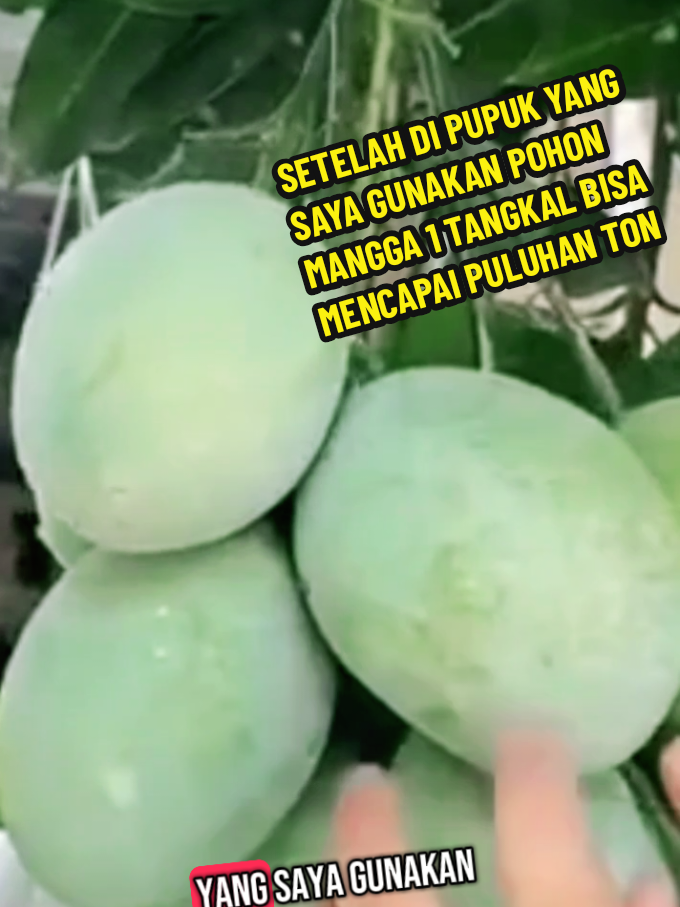 SETELAH DI PUPUK YANG SAYA GUNAKAN POHON MANGGA 1 TANGKAL BISA MENCAPAI PULUHAN TON #pupuk #pupukbooster #pupukorganik #pupukmangga #pupukorganikcair #pupuk 