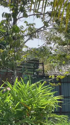 Mari pulok arini,pesen supo nok duduk dalam sare😤😤 #makgolok #lekirthai #merbahlekir #viralvideo #fyp 