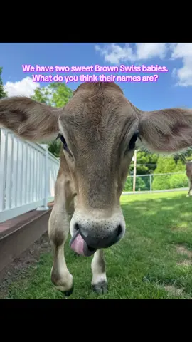 Guess our sweet babes names! #cows #babies #guess #brownswiss #dairycowisopods 