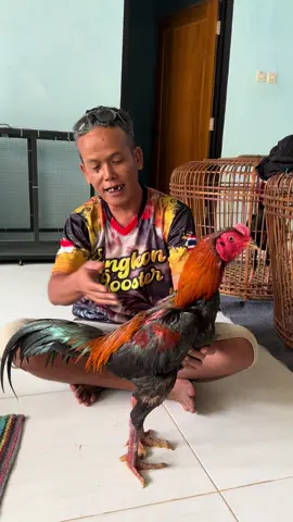Kakine jan pinter nguprus 🤣🤣🤣 #ayampakhoy #pakhoyfullbrakot #pakhoydrumband #blangkonroosterfarm #fypシ゚ #fyppppppppppppppppppppppp 