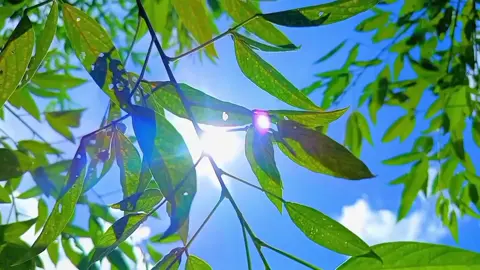🌿🍃🌤️#foryou #foryoupage #fyp #tiktok #trending #nature #viralvideo @TikTok #bangladesh 