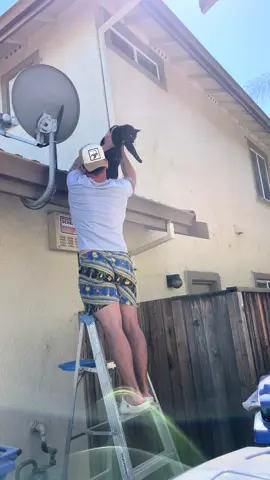 No idea how he got up there but he couldn’t get down 😑 #jet2holidays #catvideo #funnycatvideo 