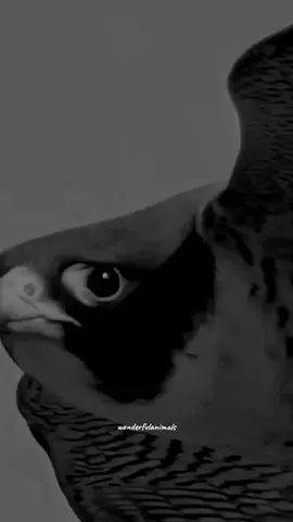 aura b2 #falcon #🔥 #vip #flypシ #wenderfulanimal #monetization #dijitalmarketing #ملك_السماء #baldeagle #goldeneaglee #owls 