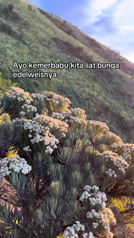 Seindah ini bunga edelweis di Gunung Merbabu #merbabu #edelweiss #pendakigunung 