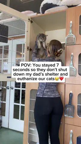 Please comment for our cats❤️🐈 #cats #cat #slippers 