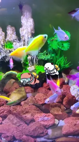 Hai Gấu lặn ngắm biển