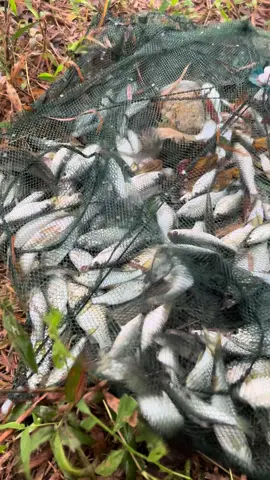 Ikan apa ni weiii??!!! Camping kali ni kita try tahan bubu payung viral. Tak sangka tahan 12 jam waktu malam hasil banyak mcm ni. Org cakap ikan ni sedap, yg kecik2 kita lepas balik, yg besar kita buat lauk 😊 tekan beg kuning geng utk bubu padu ni. 
