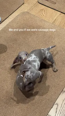 Tag your bf 🥰 #cute #dogs #sausagedog #puppylove 