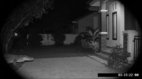 “Buaya aja ngerti caranya ngungkapin cinta, masa kamu enggak?” #vidioviral #ViralTikTok #TikTokLucu #vidioai #fyp #ai #lucu 