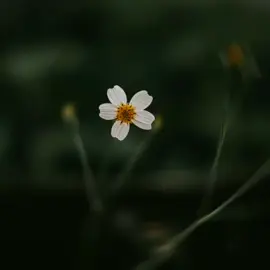 ###