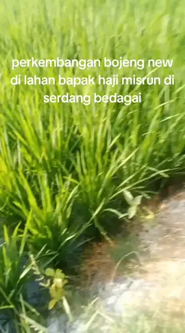 new bojeng bojeng 02#sedayu #fyp #cibatu06 #tiktokindo #cisugih 