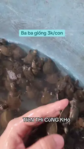 Ở quê, muốn làm gì ra tiền cũng khó. Nhưng nuôi ba ba giống giá 3.000đ/con thì dễ bắt đầu. #nuoibaba #baba3k #babathuongpham #babagiong #nuoibabagiau #nghenghiepbaba #moHinhNuoibaba #babavietnam #trangtraibaba #kythuatnuoibaba 