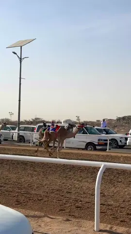 #الطائف #سباق_ولي_العهد #الهجن 
