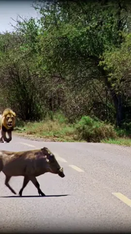 warthog running fast #allanimals #kasongo #warthog #funnyanimals #viraltiktok #kasongoyeyeyoriginal #wildlife #lion #photography 