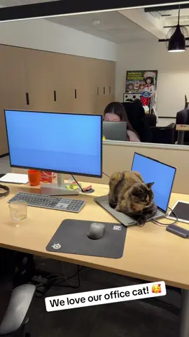 #fyp #cat #jet2holidays 