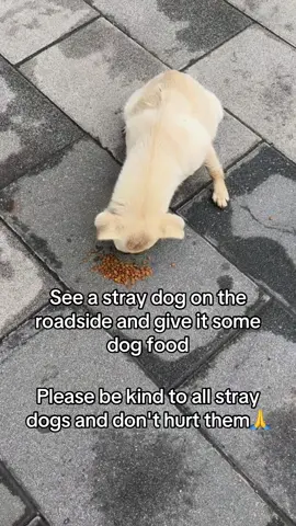 #straydogs #dog 