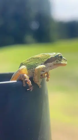 #fypシ #xyzbca #trending #animals #nature 