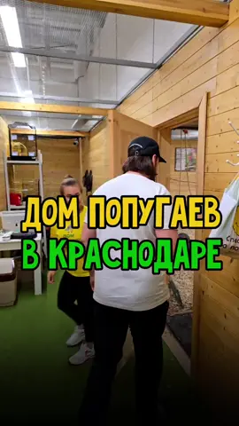 Отправь любителю птичек 🥰 В доме попугаев вы забудете про городскую суету Краснодара 🤗 📍ул. Уральская  98/11 ТРК «Галактика», 6-ой портал 🕒 с 10:00 до 22:00  🤙 +7 (961) 511-22-00