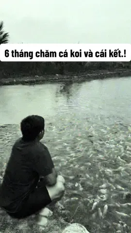 Nuôi cá koi từ lúc bằng đầu tăm đến như này 6 tháng anh thấy có ổn không?