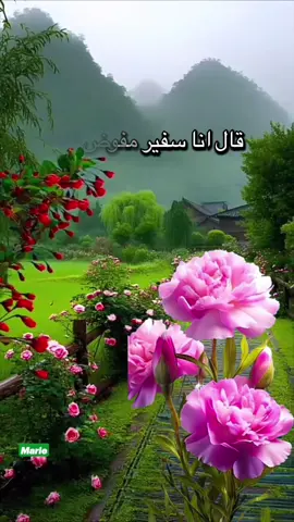 #قال_اناسفيرمفوض🌹💚🤍💚🤍💚🤍💚🤍💚🤍💚🤍💚🤍💚🤍💚🤍💚🤍💚🤍💚🌹
