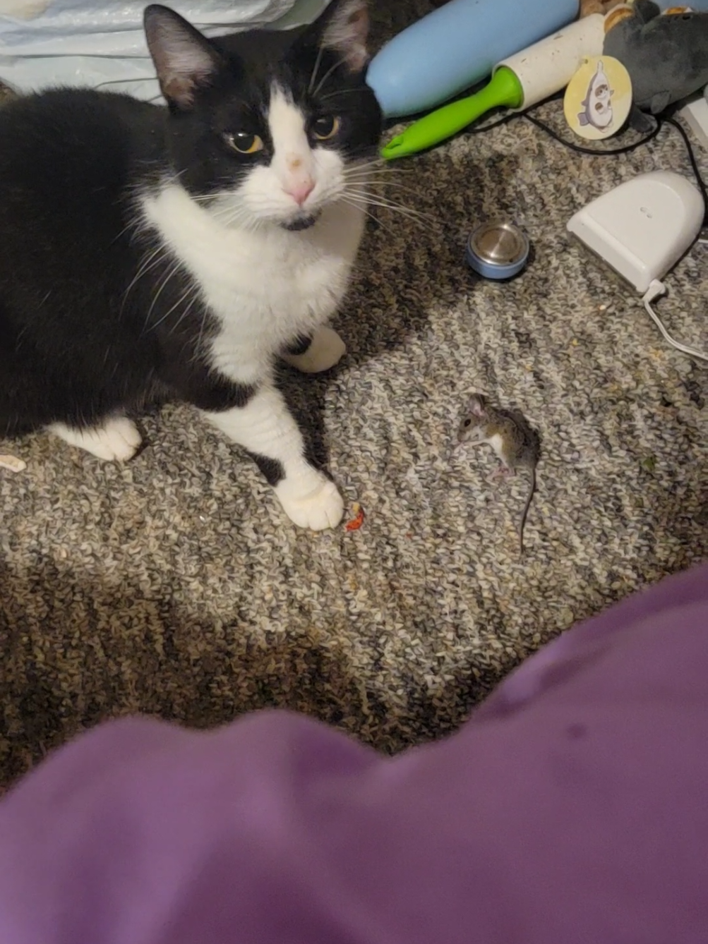 she does this every day after I feed her dinner. im just glad its not a live bird or a chipmunk again