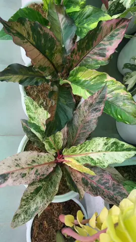 Anthurium Hookeri 😍😍 #anthuriumlovers #anthuriumcollector #plantlover #rareplant #plantcrazycouple #plantloversoftiktok #iloveplants😍😍 #plantlife50 