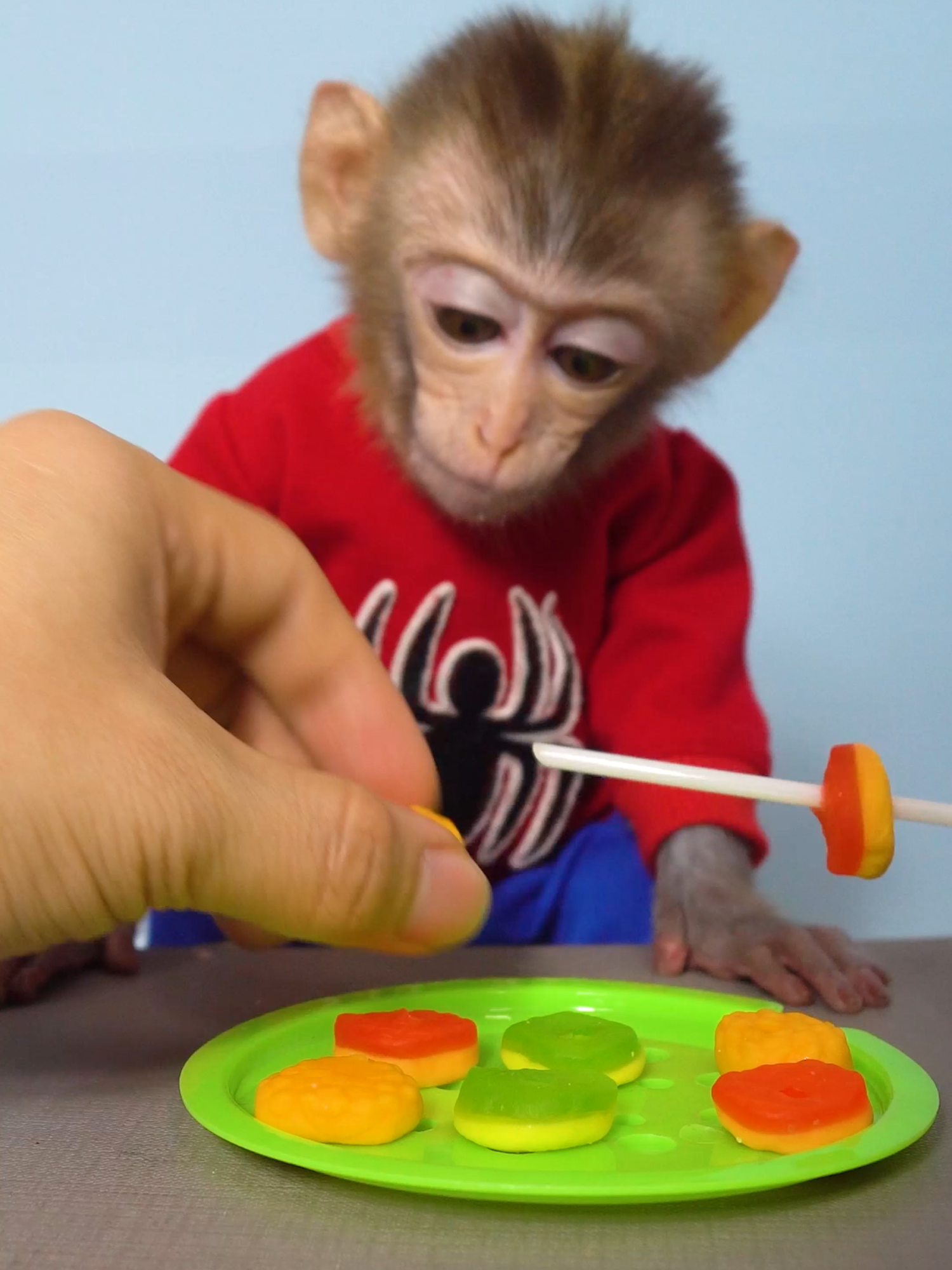 #animals #monkey #viral #monkeybaby #cutest #pets #cutes #viral