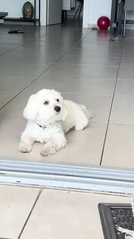 הדבר הטוב היחיד שיצא מדרור זה הסאונדים שלו #dog #maltese #carlos #האחהגדול #דרורקליר #דרורע #חיהמזעזעת