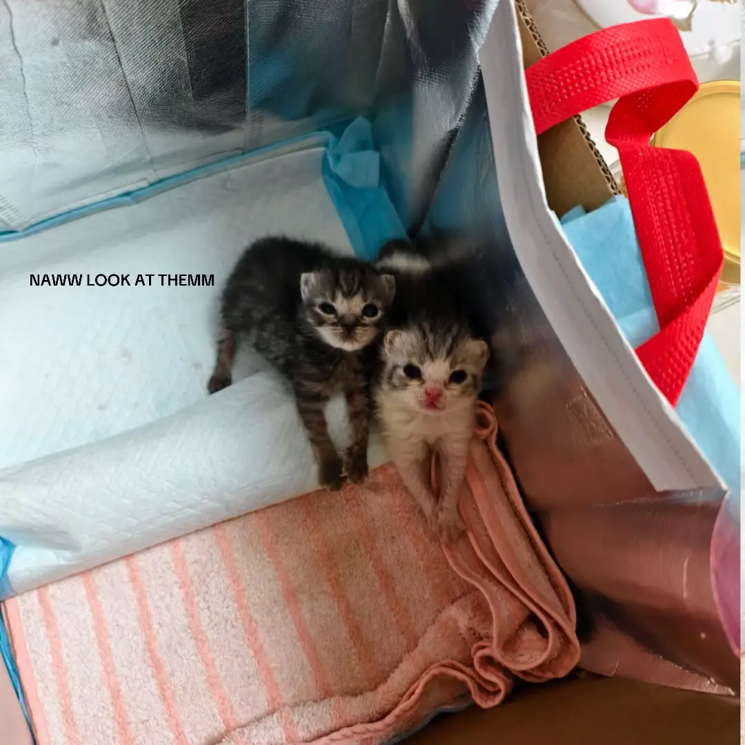 So did you know that I like cats #catsoftiktok #kitten #catslovers #foryoupage #kittensoftiktok #tiny #us #slideshow #foryou #adorable #babies #cutie #you #me 