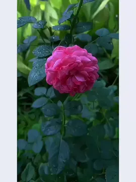 “যে মানুষ ফুল ভালোবাসে, তার হৃদয়ে কখনো কঠোরতা বাসা বাঁধতে পারে না #bdtiktokofficial #olimpiadas #kesfetteyiz #foryou 