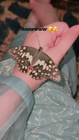 🦋🌸✨