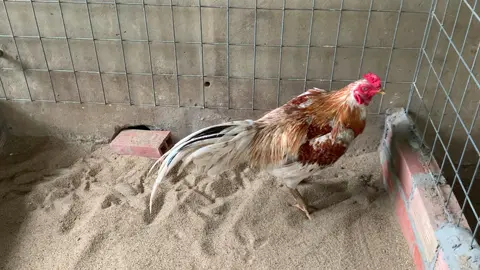 Màu ko ai chơi