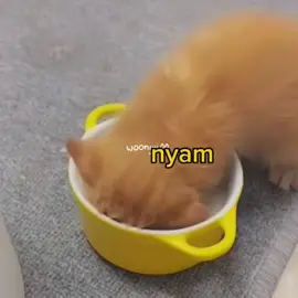 #cute #meme #voiceacting #cat #funny 