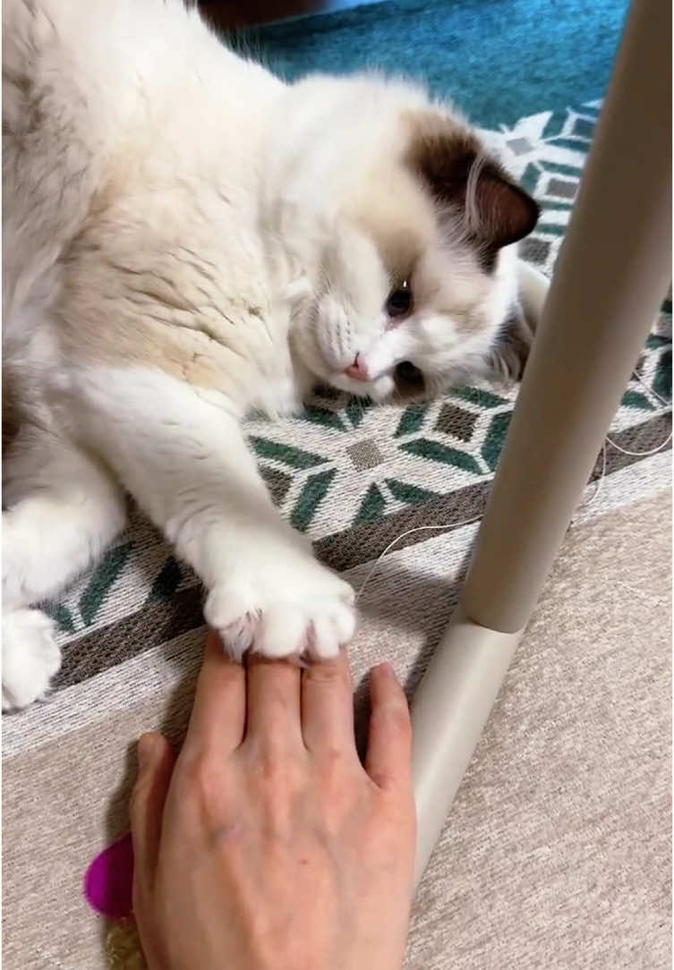 She's cute... until you try to pet her 🐱#icat #cats #catlover #kitten #catsoftiktok#fyppppppppppppppppppppppp 