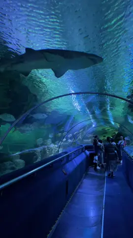 🐠🪼🦈🐡🐙🐟 #aquaria #aquariaklcc #klcc #kualalumpur #malaysia #viral #trending 