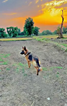 #germanshepherdsoftiktok #onlyforyou #fypシ゚viral 