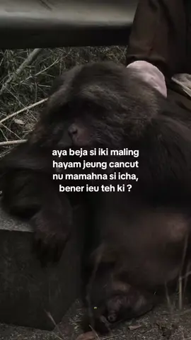 parah iki ih #capruk #storysunda #monyetgalau #atuheuy 