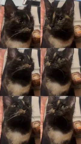 brrt brrt patapim car  #fyp #catsoftiktok #brrbrrpatapim #brainrotanimals 