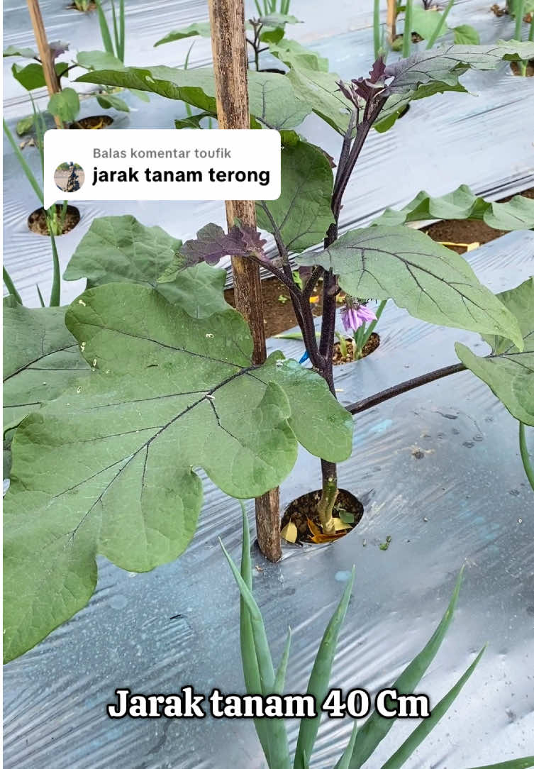 Membalas @toufik Jarak tanam 40cm  #terong #petanisukses #petanimuda 
