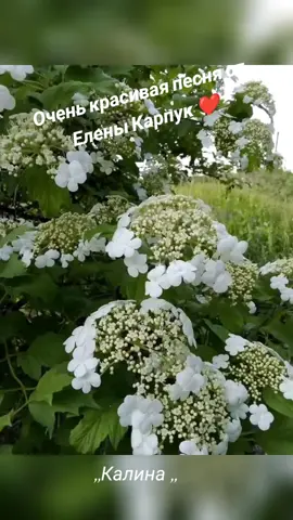 #хорошегодня #красиваяпесня #отличногонастроения #💝🌷💜💖🔥🌺🌸 